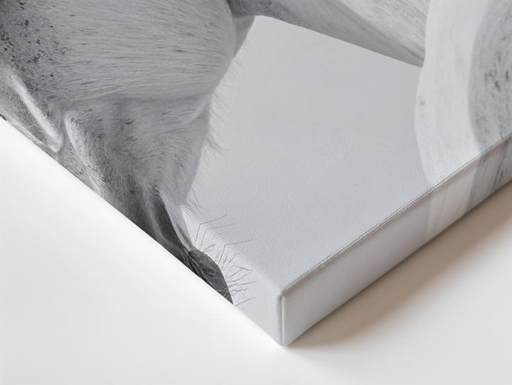 Elegant White Horse Canvas – Minimalist High-Contrast Horse Portrait Art - Gifitto