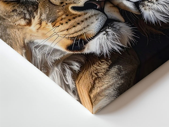 Lion Love Canvas – Intimate Wildlife Photography of Bonded Pair - Gifitto