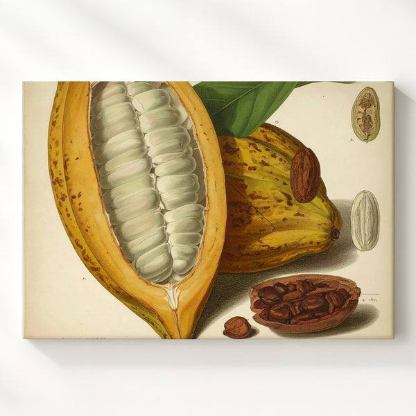 Vintage Cacao Pod Canvas – Botanical Illustration Art - Gifitto