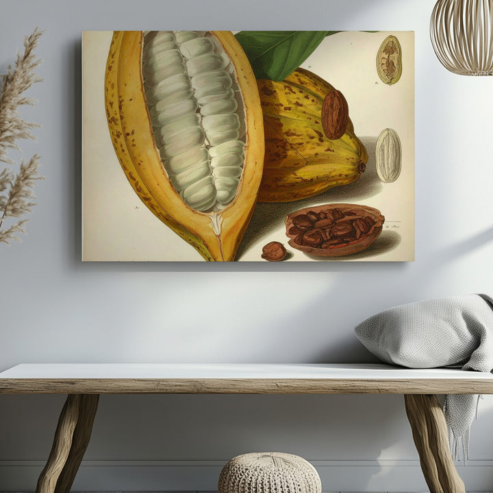 Vintage Cacao Pod Canvas – Botanical Illustration Art - Gifitto