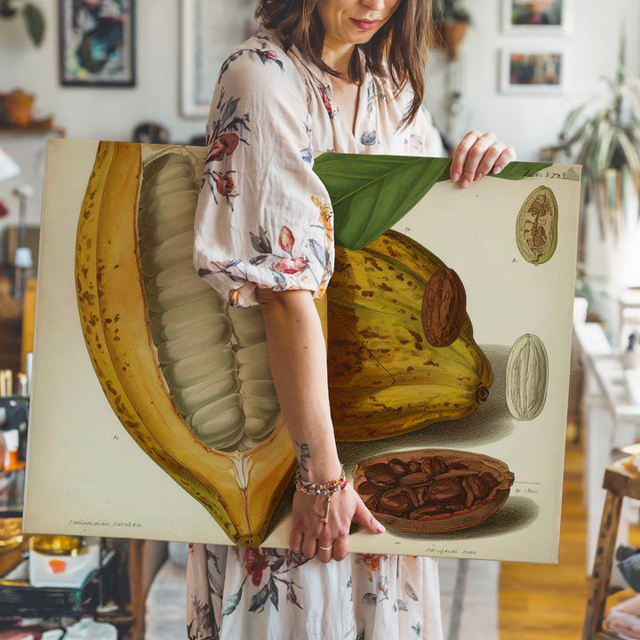 Vintage Cacao Pod Canvas – Botanical Illustration Art - Gifitto