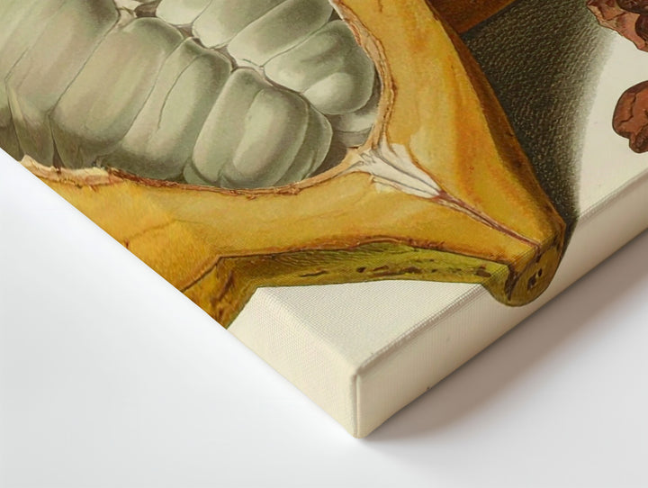 Vintage Cacao Pod Canvas – Botanical Illustration Art - Gifitto