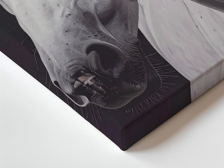White Silence Canvas – Minimalist Portrait of a Noble Horse - Gifitto