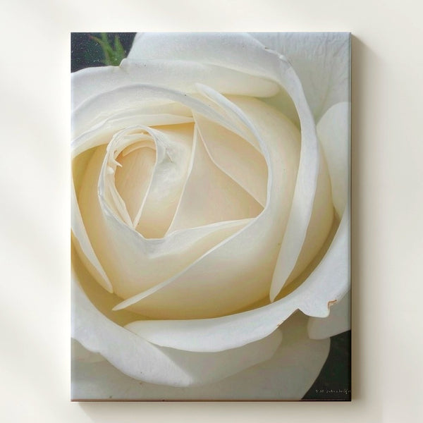 Hyperrealistic White Rose Canvas – Pure Elegance in Bloom - Gifitto