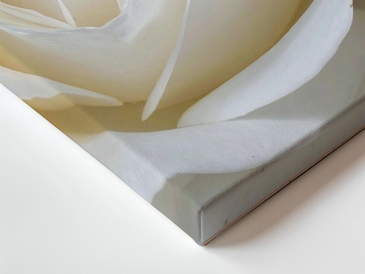 Hyperrealistic White Rose Canvas – Pure Elegance in Bloom - Gifitto