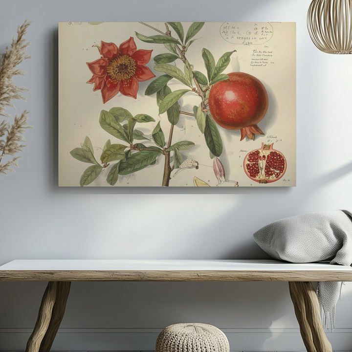 Scientific Pomegranate Botanical Canvas – Vintage Educational Fruit Illustration - Gifitto