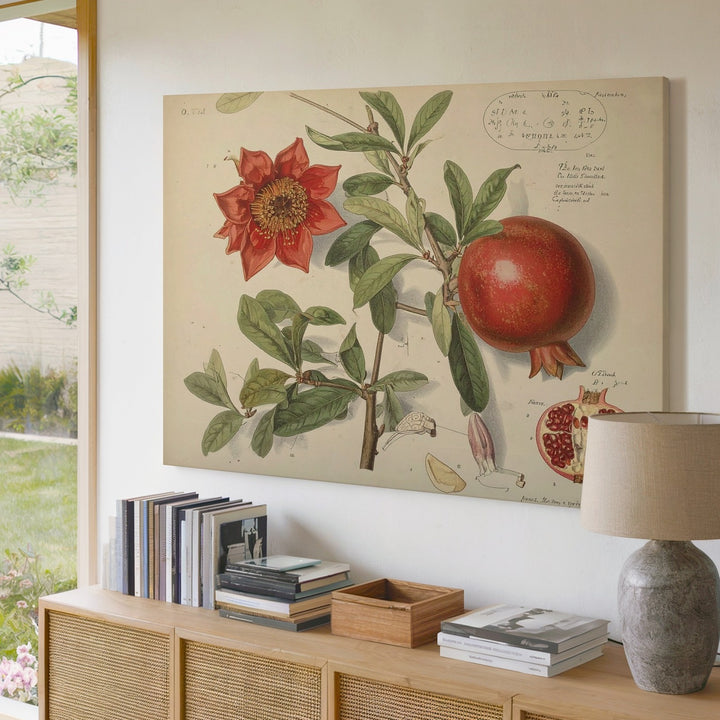 Scientific Pomegranate Botanical Canvas – Vintage Educational Fruit Illustration - Gifitto