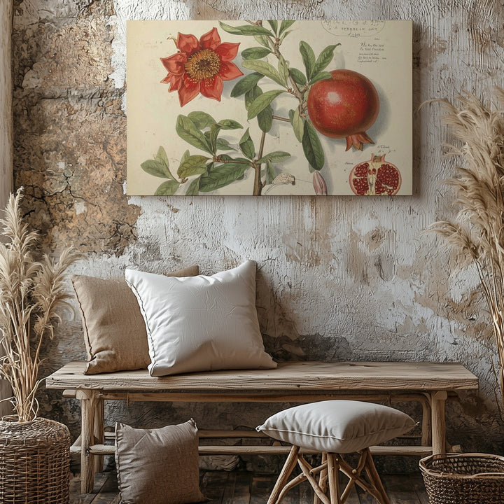 Scientific Pomegranate Botanical Canvas – Vintage Educational Fruit Illustration - Gifitto