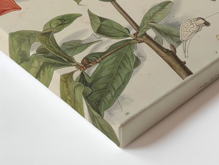Scientific Pomegranate Botanical Canvas – Vintage Educational Fruit Illustration - Gifitto