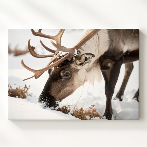Snowfield Reindeer Canvas – Gentle Winter Wildlife Close-Up