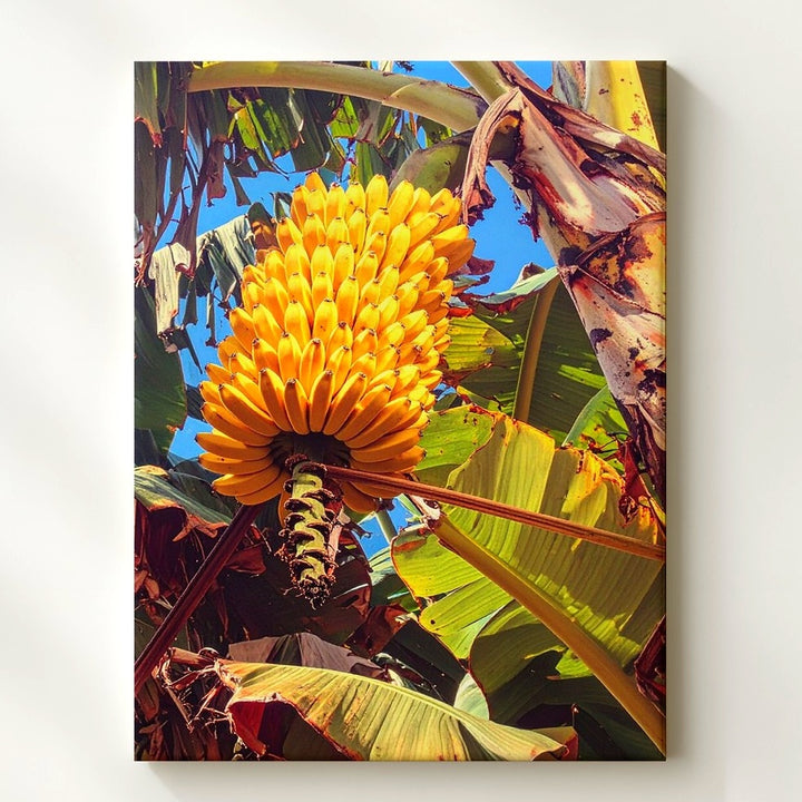 Tropical Banana Flower Canvas – Vibrant Photography of Banana Blossom - Gifitto
