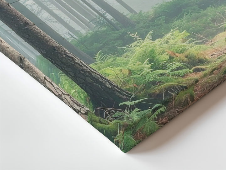 Misty Forest Morning Canvas – Serene Pine Woodland with Lush Undergrowth - Gifitto
