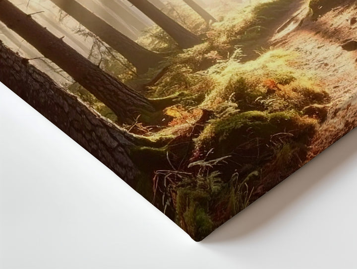 Sunrise Pine Forest Canvas – Tranquil Woodland Light & Shadow Landscape - Gifitto