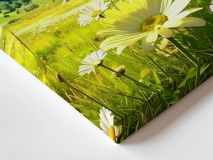 Sunlit Meadow Bloom Canvas – Daisies & Wildflowers under Blue Sky and Pines - Gifitto