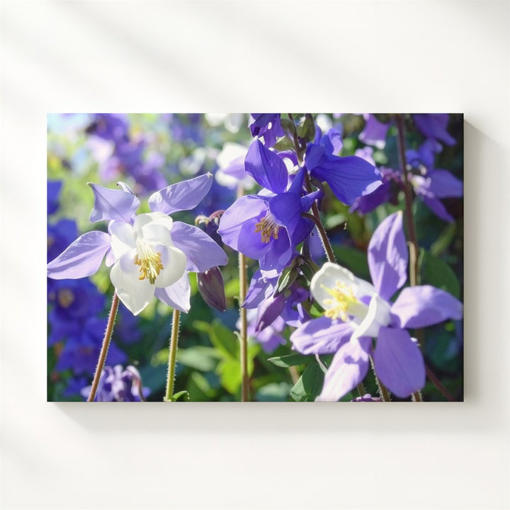 Columbine Blossom Canvas – Macro Floral Art in Sunlit Purple & White - Gifitto