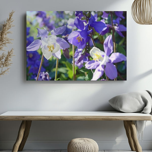 Columbine Blossom Canvas – Macro Floral Art in Sunlit Purple & White - Gifitto
