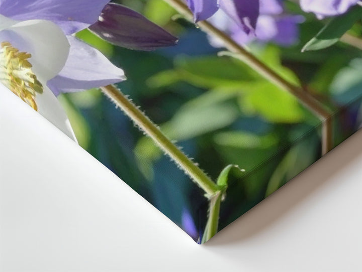 Columbine Blossom Canvas – Macro Floral Art in Sunlit Purple & White - Gifitto