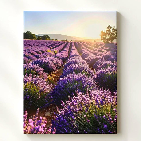 Lavender Sunrise Canvas – Vibrant Lavender Field Wall Art - Gifitto