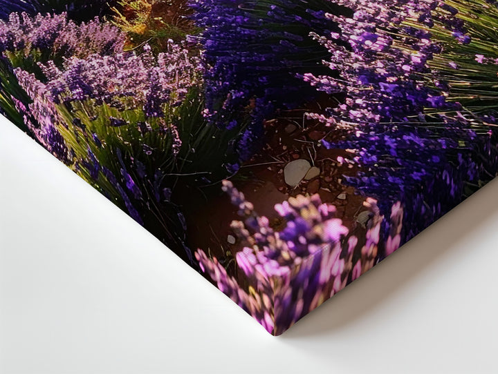 Lavender Sunrise Canvas – Vibrant Lavender Field Wall Art - Gifitto