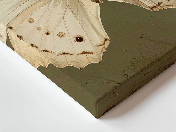 Cream Butterfly Botanical Canvas – Vintage Entomology-Inspired Wall Art - Gifitto
