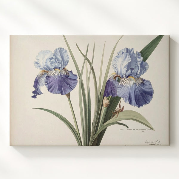 Vintage Iris Botanical Canvas – Antique Floral Illustration in Soft Blue Tones - Gifitto