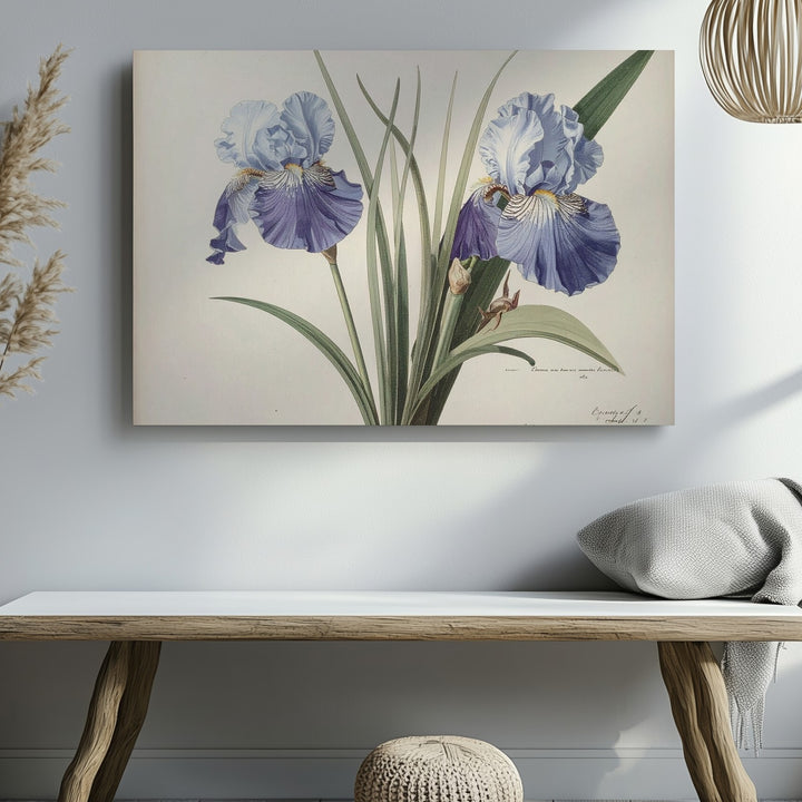 Vintage Iris Botanical Canvas – Antique Floral Illustration in Soft Blue Tones - Gifitto