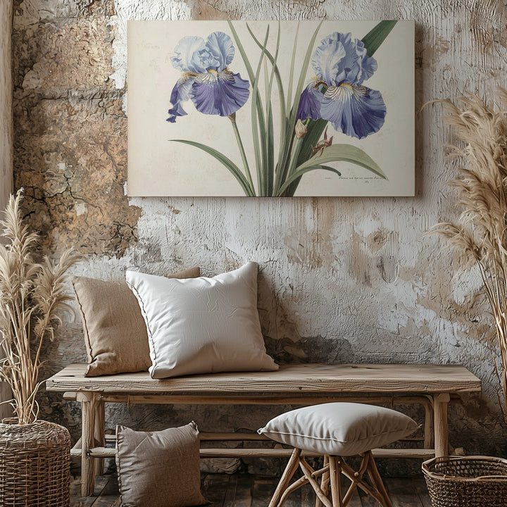 Vintage Iris Botanical Canvas – Antique Floral Illustration in Soft Blue Tones - Gifitto