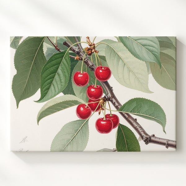 Vintage Botanical Cherry Branch Canvas – Realistic Naturalist Fruit Illustration - Gifitto