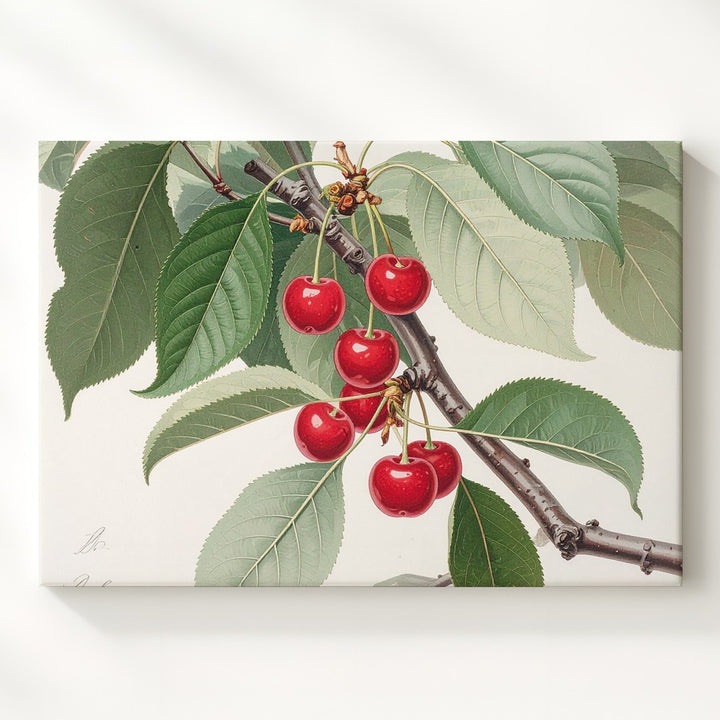 Vintage Botanical Cherry Branch Canvas – Realistic Naturalist Fruit Illustration - Gifitto
