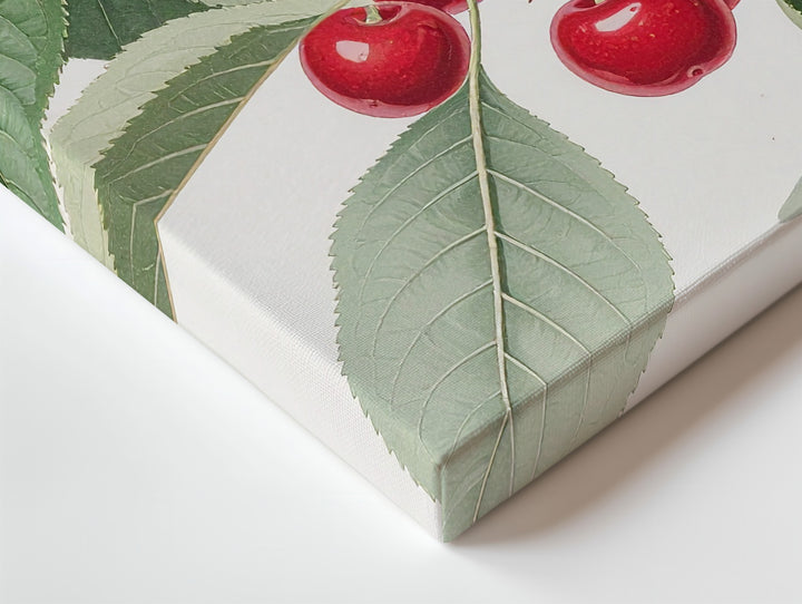 Vintage Botanical Cherry Branch Canvas – Realistic Naturalist Fruit Illustration - Gifitto