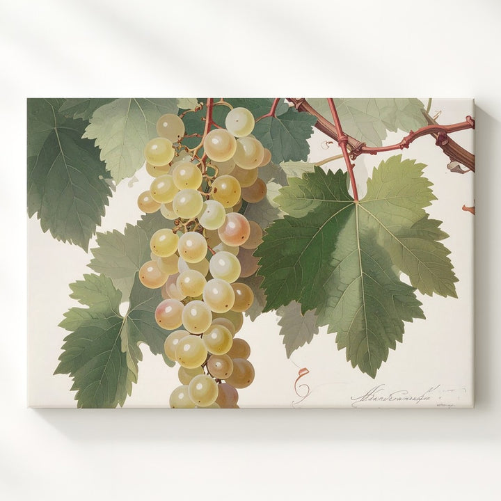 Vintage Botanical White Grape Canvas – Detailed Naturalist Vine Illustration - Gifitto