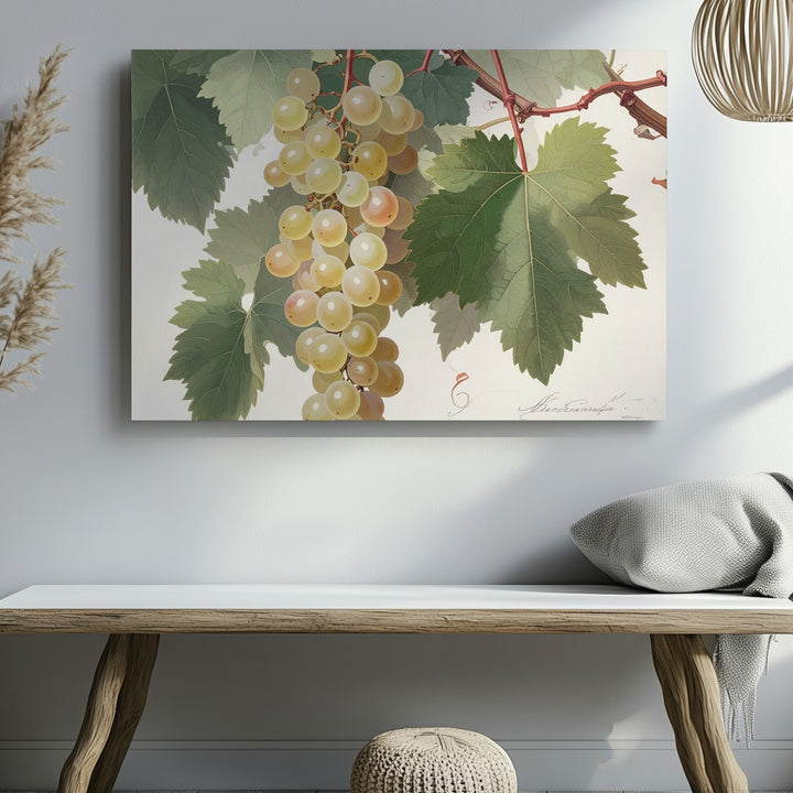 Vintage Botanical White Grape Canvas – Detailed Naturalist Vine Illustration - Gifitto