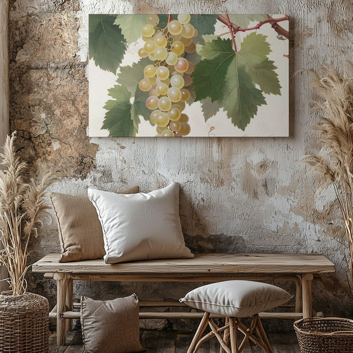 Vintage Botanical White Grape Canvas – Detailed Naturalist Vine Illustration - Gifitto