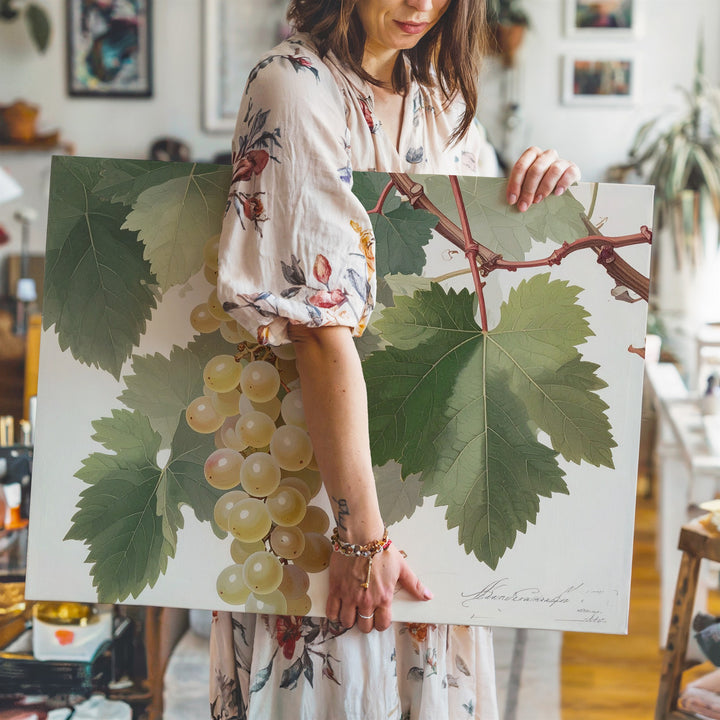 Vintage Botanical White Grape Canvas – Detailed Naturalist Vine Illustration - Gifitto