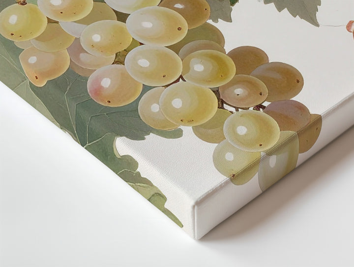 Vintage Botanical White Grape Canvas – Detailed Naturalist Vine Illustration - Gifitto