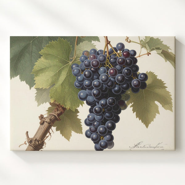 Classic Botanical Dark Grape Canvas – Vintage Scientific Vine Illustration - Gifitto