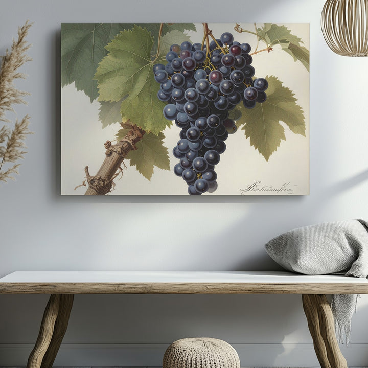 Classic Botanical Dark Grape Canvas – Vintage Scientific Vine Illustration - Gifitto