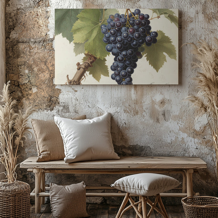 Classic Botanical Dark Grape Canvas – Vintage Scientific Vine Illustration - Gifitto
