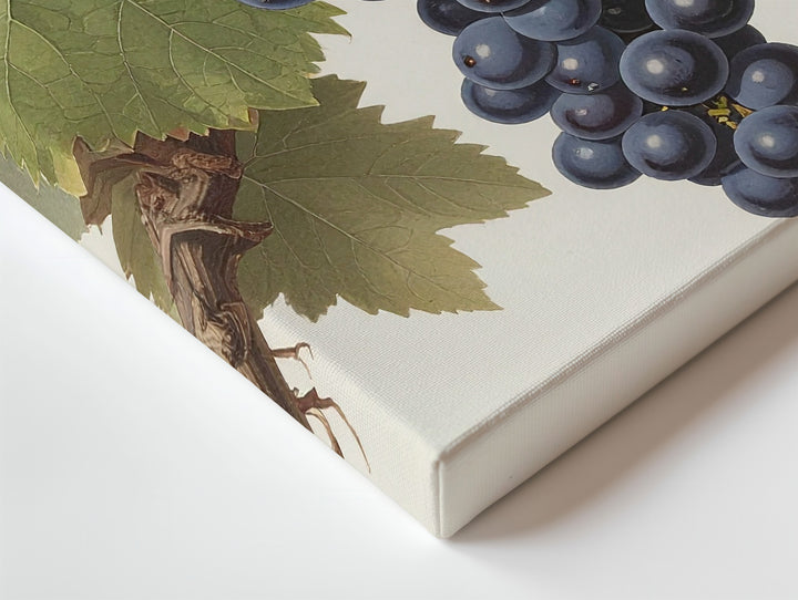 Classic Botanical Dark Grape Canvas – Vintage Scientific Vine Illustration - Gifitto