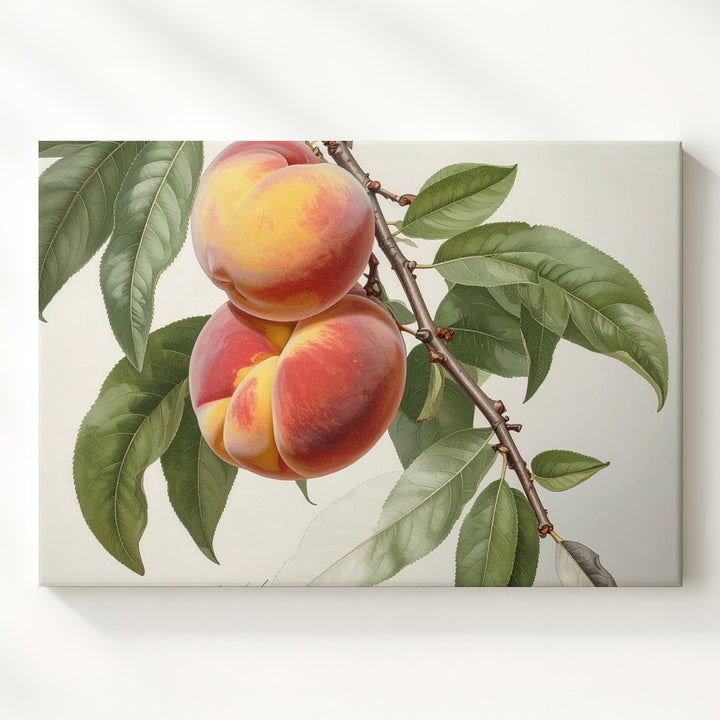 Vintage Botanical Peach Branch Canvas – Detailed Naturalist Fruit Illustration - Gifitto