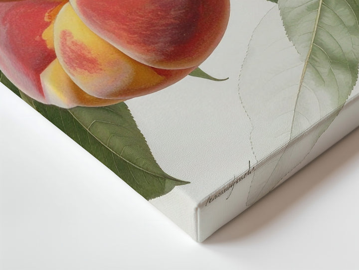 Vintage Botanical Peach Branch Canvas – Detailed Naturalist Fruit Illustration - Gifitto