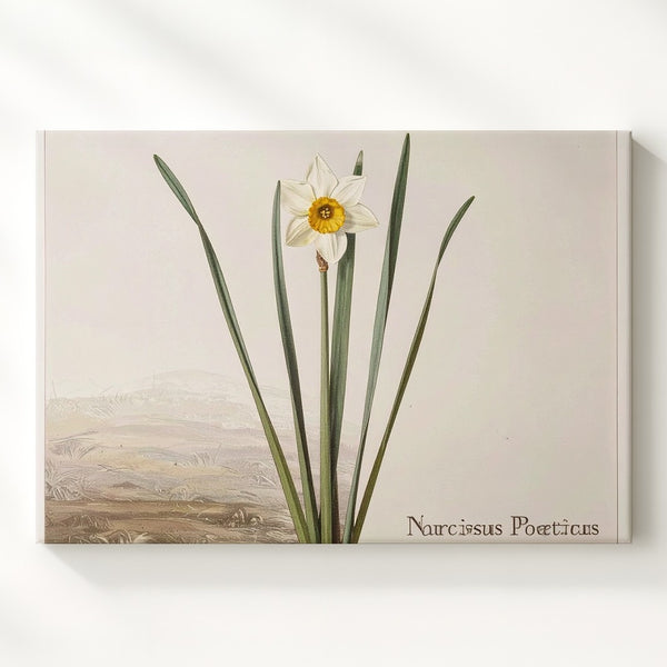 Narcissus Poeticus Botanical Canvas – Minimalist Scientific Floral Art - Gifitto