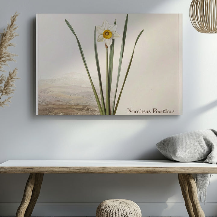 Narcissus Poeticus Botanical Canvas – Minimalist Scientific Floral Art - Gifitto