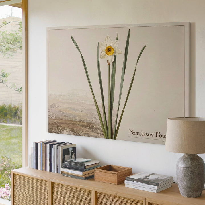 Narcissus Poeticus Botanical Canvas – Minimalist Scientific Floral Art - Gifitto