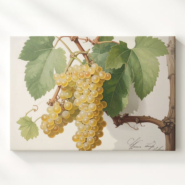Scientific Botanical White Grapes Canvas – Vintage Naturalist Vine Illustration - Gifitto