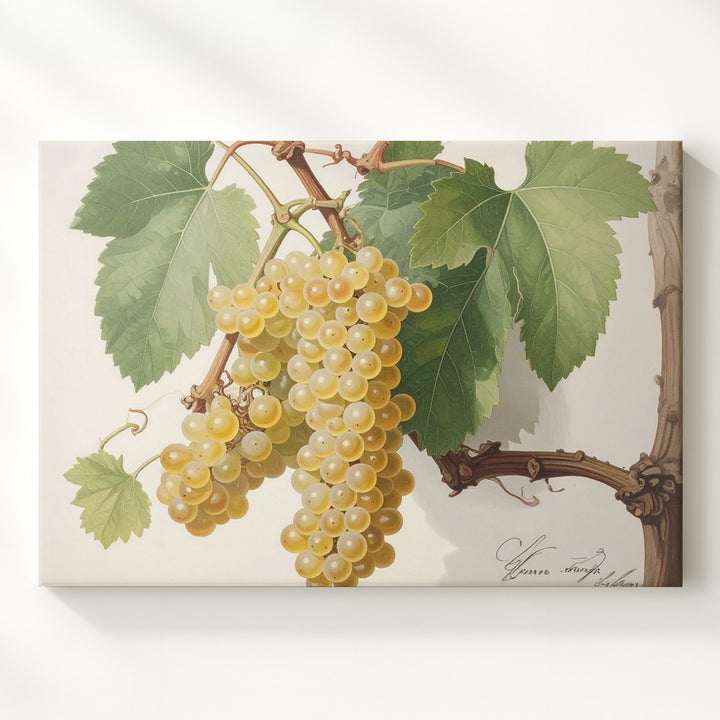 Scientific Botanical White Grapes Canvas – Vintage Naturalist Vine Illustration - Gifitto