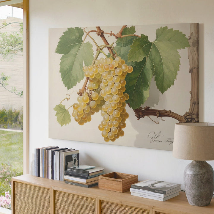 Scientific Botanical White Grapes Canvas – Vintage Naturalist Vine Illustration - Gifitto