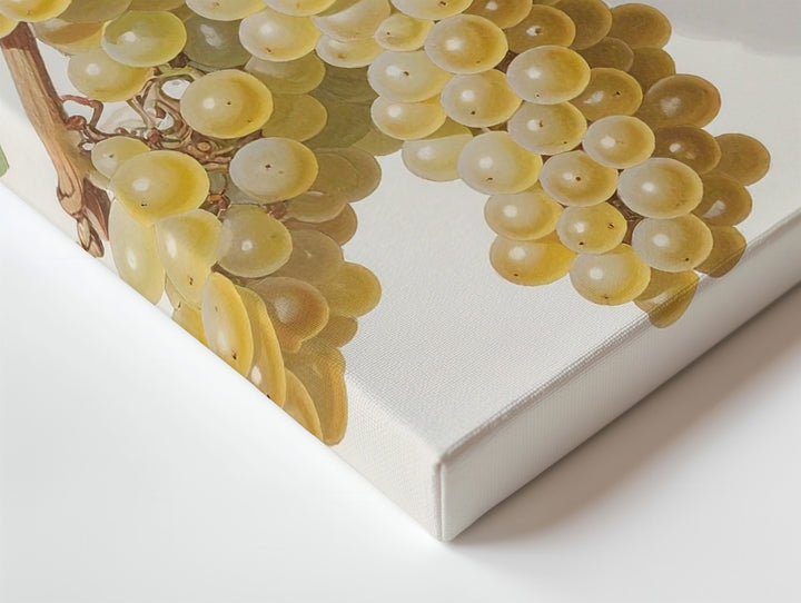 Scientific Botanical White Grapes Canvas – Vintage Naturalist Vine Illustration - Gifitto