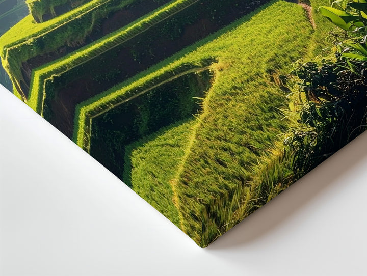 Terraced Rice Fields Canvas – Lush Green Landscape with Mist and Sunlight - Gifitto